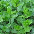 Peppermint